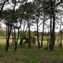 Centennial Park - Ash Paddock