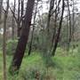 Centennial Park - Ash Paddock