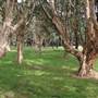 Centennial Park - Equestrian Grounds