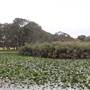 Centennial Park - Lachlan Reserve