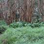 Centennial Park - Lachlan Swamp