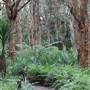 Centennial Park - Lachlan Swamp