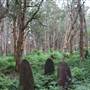 Centennial Park - Lachlan Swamp