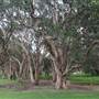 Centennial Park - Lachlan Swamp