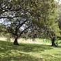Centennial Park - Mount Steel