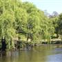 Centennial Park - Musgrave Pond