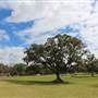 Centennial Park - Paperbark Grove