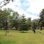 Centennial Park - Paperbark Grove