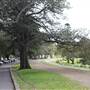 Centennial Park - Paperbark Grove