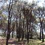 Centennial Park - Pine Grove