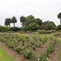 Centennial Park - Rose Garden