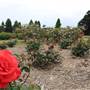 Centennial Park - Rose Garden