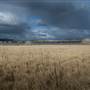 Monaro Plains