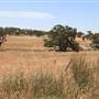 Wallendbeen Church
