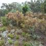 Goulburn Escarpment