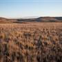 Monaro Plains