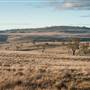 Monaro Plains