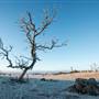 Monaro - Winter Frost