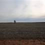 Fields near Ardlethan