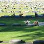 Botany Cemetery