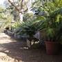Lion Gate Lodge - Royal Botanic Garden Sydney