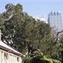 The Palm House - Royal Botanic Garden Sydney