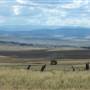 Monaro Plains