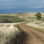 Monaro Plains
