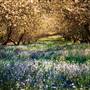 Logan Brae Orchard
