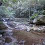 Minnamurra Rainforest Walk - Budderoo National Park