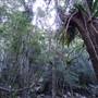 Minnamurra Rainforest Walk - Budderoo National Park