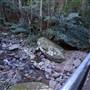 Minnamurra Rainforest Walk - Budderoo National Park