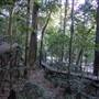 Minnamurra Rainforest Walk - Budderoo National Park