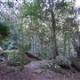 Minnamurra Rainforest Walk - Budderoo National Park