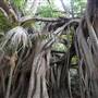 Lord Howe Island
