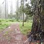 Jenolan State Forest
