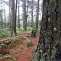 Jenolan State Forest