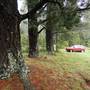 Jenolan State Forest
