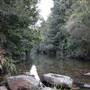 Red Cedar Flat picnic area