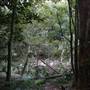 Red Cedar Flat picnic area