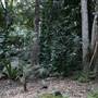 Mount Keira Scout Camp File 1
