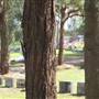 Rookwood Cemetery