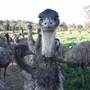 Emu Logic