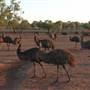 Emu Logic