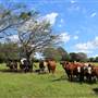 Rosebank Farm