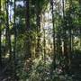 Ardeena - Jungle / Rainforest Private Property
