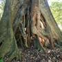 Ardeena - Jungle / Rainforest Private Property