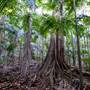 Ardeena - Jungle / Rainforest Private Property
