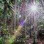 Ardeena - Jungle / Rainforest Private Property