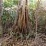 Ardeena - Jungle / Rainforest Private Property